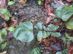 Packera coahuilensis