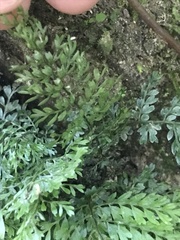 Hymenophyllum demissum
