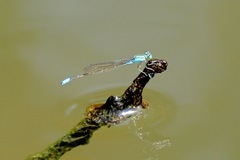 Pseudagrion torridum