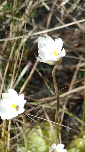 Pinguicula ionantha