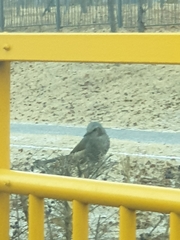 Hypsipetes amaurotis