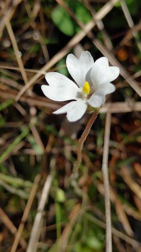 Pinguicula ionantha