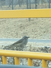 Hypsipetes amaurotis