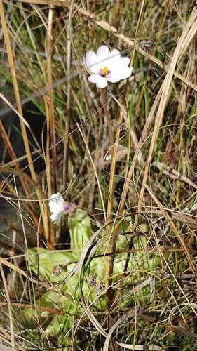 Pinguicula ionantha