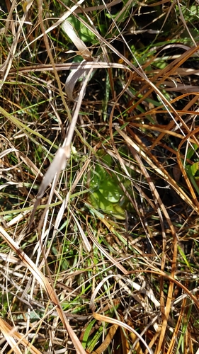 Pinguicula ionantha