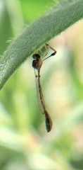 Leptopteromyia americana