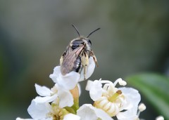 Andrena crataegi