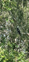 Calyptorhynchus banksii