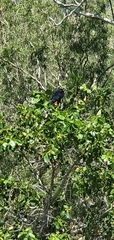 Calyptorhynchus banksii