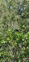Calyptorhynchus banksii