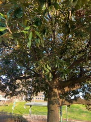 Magnolia grandiflora