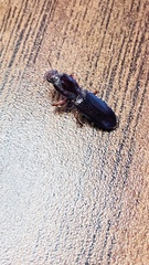 Stenomorphus californicus
