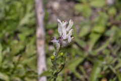 Fumaria judaica judaica