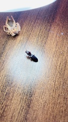 Stenomorphus californicus