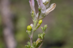 Fumaria judaica judaica