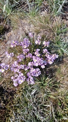 Euphrasia collina diversicolor