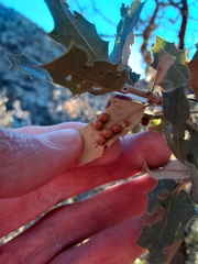 Sphaeroteras pulchripennis