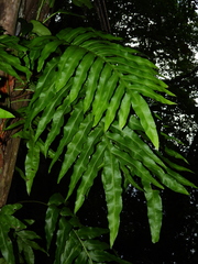 Phlebodium decumanum