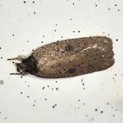 Agonopterix subpropinquella
