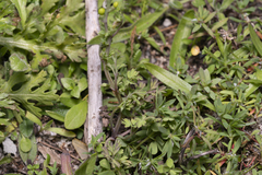 Fumaria judaica judaica