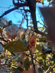 Sphaeroteras pulchripennis