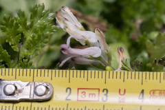 Fumaria judaica judaica