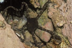 Ophioderma