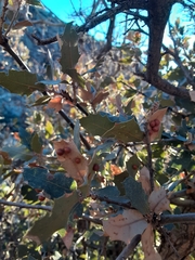 Sphaeroteras pulchripennis