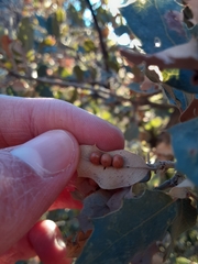 Sphaeroteras pulchripennis