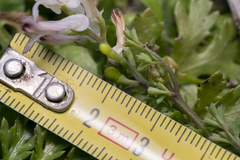 Fumaria judaica judaica