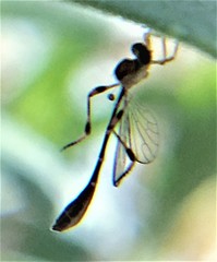 Leptopteromyia americana