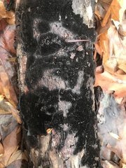 Dentocorticium portoricense