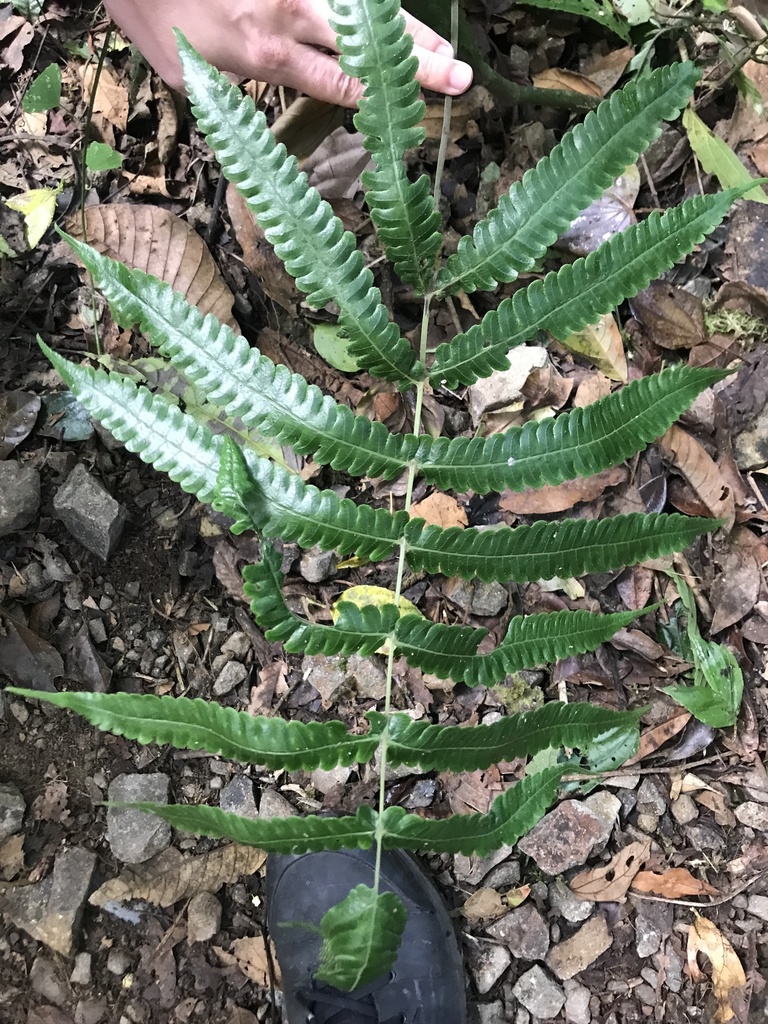 Goniopteris equitans