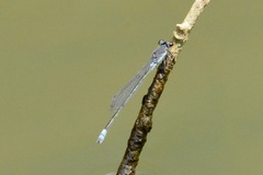 Pseudagrion hamoni