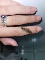 Conoderus fuscofasciatus