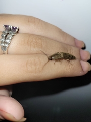 Conoderus fuscofasciatus