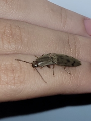 Conoderus fuscofasciatus