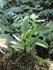 Vandoideae