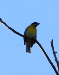 Spindalis portoricensis