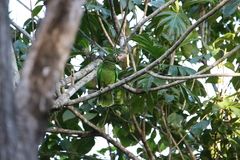 Amazona vittata