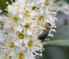 Andrena crataegi
