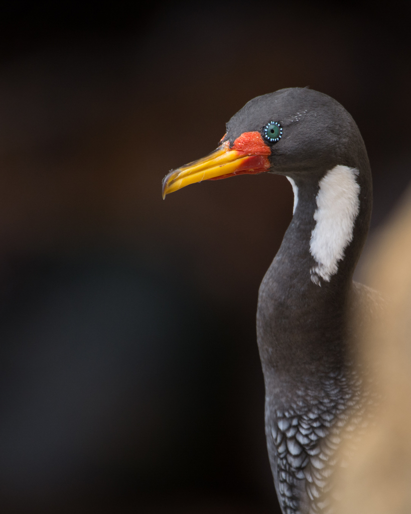 Red-legged Cormorant (Poikilocarbo gaimardi) photo