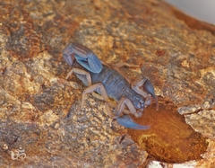 Centruroides edwardsii