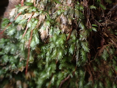 Fissidens oblongifolius