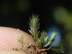 Fissidens oblongifolius