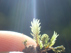 Fissidens oblongifolius