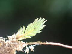 Fissidens oblongifolius