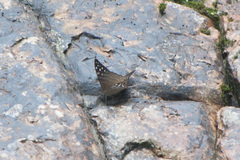 Marpesia merops