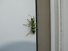 Chlorophorus herbstii