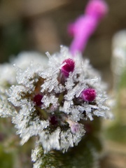 Lamium amplexicaule